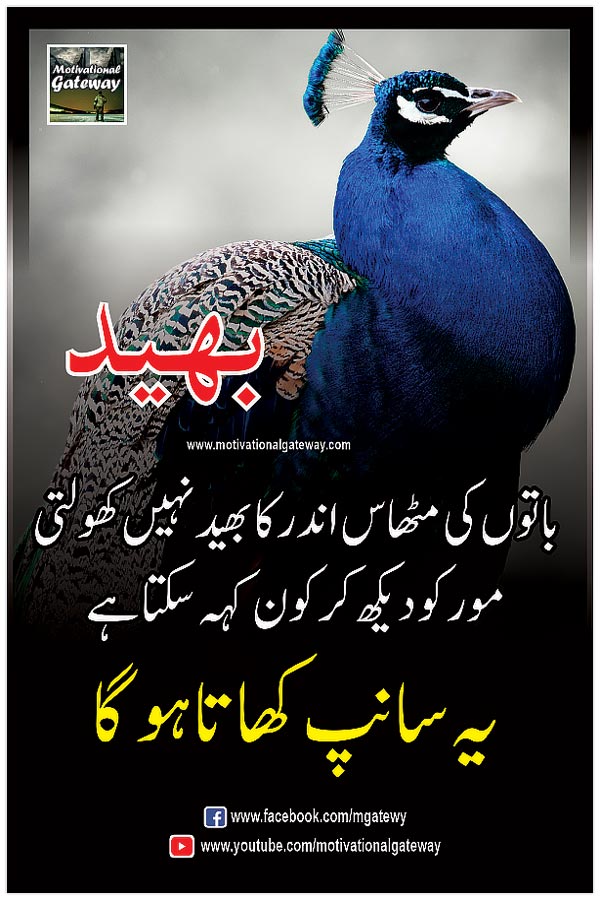 
baton ki mithaas andar ka bhaid nahi kholti
more ko dekh kar kon keh sakta hai
yeh saanp khata ho ga
urdu aqwal, urdu quotes, motivational urdu quotations, hindi quotations, quotes about life in urdu,urdu poetry,hindi poetry,urdu quotes with images, hindi suvihcar,success urdu quotes,golden words in urdu, anmol moti,
sweet words in urdu,sweet words in hindi,secrets quotes,