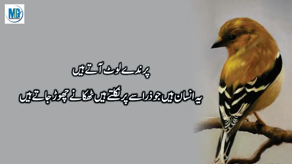 Duniaa Waloo Ki Anokhii Batein -Best Urdu Life Quotes Collection - Urdu Aqwal e Zareen - New Urdu Quotes About Life - Motivational Gateway Life Quotes